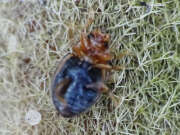 Thumbnail 321428 B