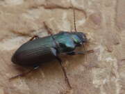 Thumbnail 321624 B