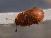 Thumbnail 321633 A