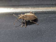 Thumbnail 321649 B