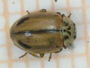 Thumbnail 321766 B
