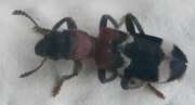 Thumbnail 321813 B