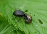 Thumbnail 321817 B