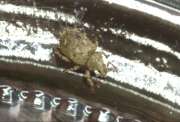 Thumbnail 322009 B