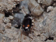 Thumbnail 322073 A