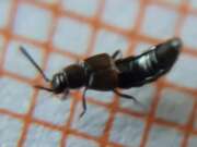 Thumbnail 322490 A