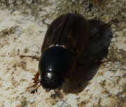 Thumbnail 322637 A