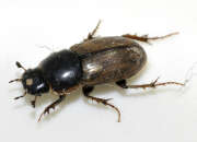 Thumbnail 322641 A