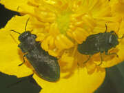 Thumbnail 322666 A