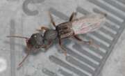 Thumbnail 322702 A
