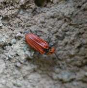 Thumbnail 323061 B