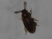 Thumbnail 323110 A