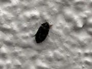 Thumbnail 323536 B