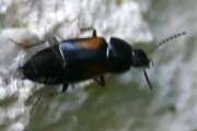 Thumbnail 323670