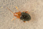 Thumbnail 323802 A
