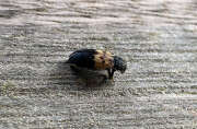 Thumbnail 323849 B