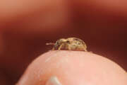 Thumbnail 323980 B