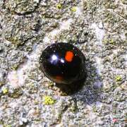 Thumbnail 323984 B