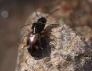 Thumbnail 324003 A