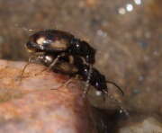 Thumbnail 324003 B
