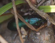 Thumbnail 324004 B