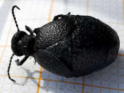 Thumbnail 324011