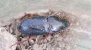 Thumbnail 324058 B
