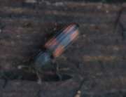 Thumbnail 324066
