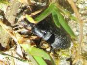 Thumbnail 324135 A