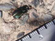 Thumbnail 324307 B