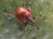 Thumbnail 324467 B