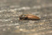 Thumbnail 324545 B