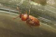 Thumbnail 324588 B