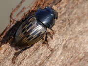 Thumbnail 324647 B
