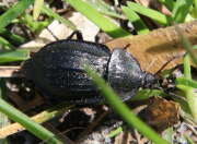 Thumbnail 324811 A