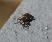Thumbnail 324816 A