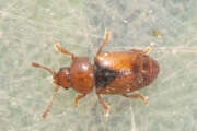 Thumbnail 324948 B