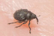 Thumbnail 324951 B