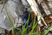 Thumbnail 324971 B