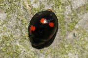 Thumbnail 324978 B
