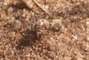 Thumbnail 325320 B