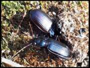 Thumbnail 325450 A