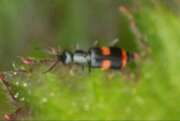 Thumbnail 325560 B