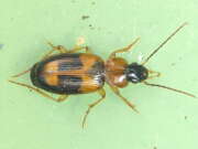 Thumbnail 325712 B