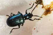 Thumbnail 325906 B