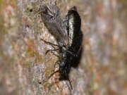 Thumbnail 326027 B