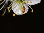 Thumbnail 326030 B