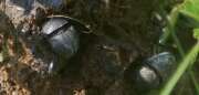 Thumbnail 326056 B