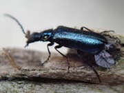 Thumbnail 326063 B