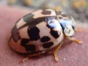 Thumbnail 326064 B